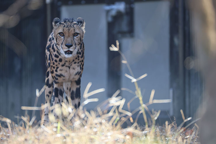 Canon RF200-800mm F6.3-9 作例：チーター正面1