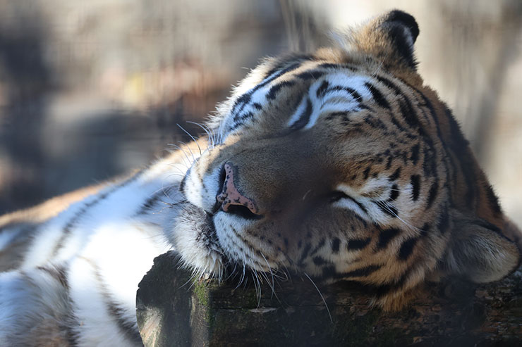 Canon RF200-800mm F6.3-9 作例：トラ