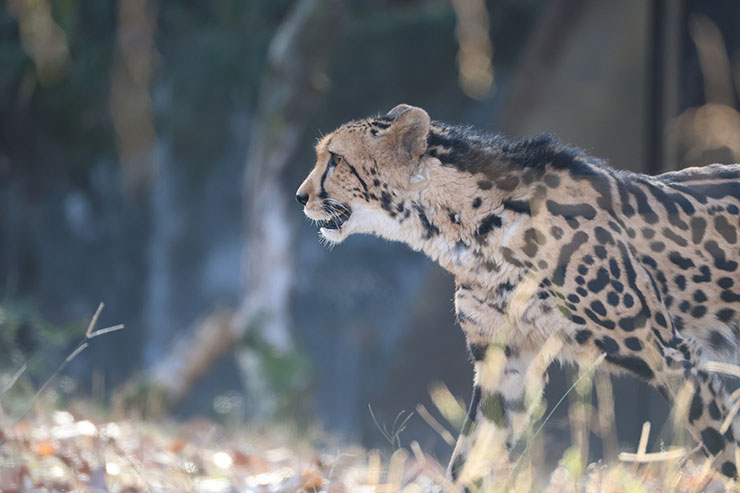 Canon RF200-800mm F6.3-9 作例：チーター横