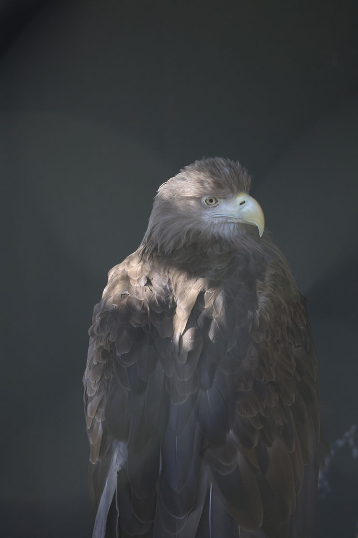 Canon RF200-800mm F6.3-9 作例：猛禽