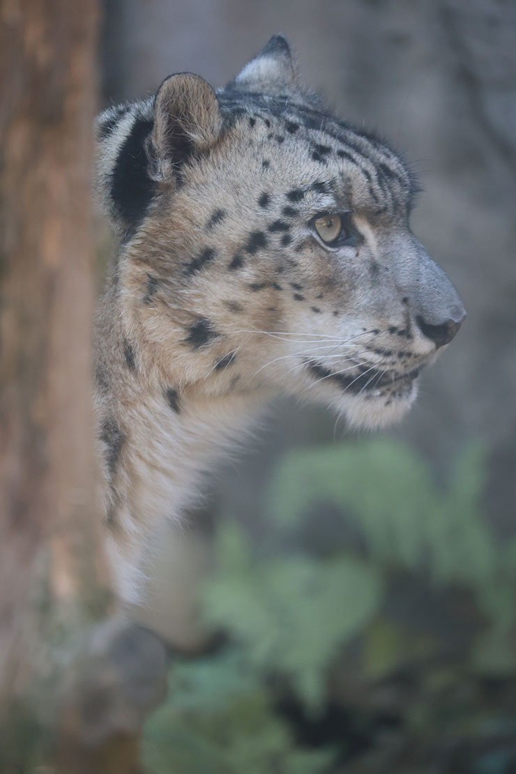 Canon RF200-800mm F6.3-9 作例：ユキヒョウ