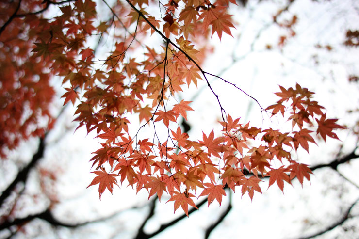 NOKTON 40mm F1.2Aspherical RFマウント フリンジ作例