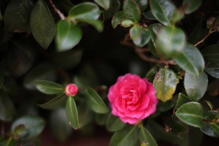 NOKTON 40mm F1.2Aspherical RFマウント 実写レビュー作例4