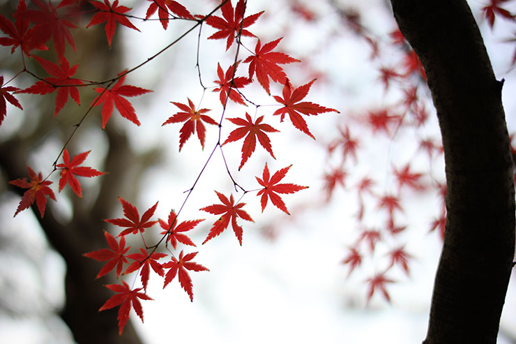 NOKTON 40mm F1.2Aspherical RFマウント 実写レビュー作例6