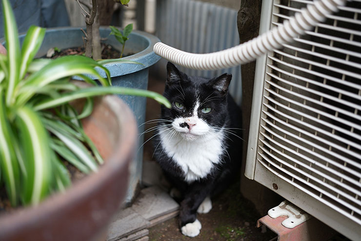 SONY α7C II 作例：猫