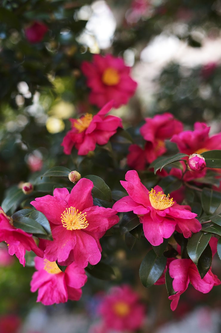 Leica M11-P作例ツバキ