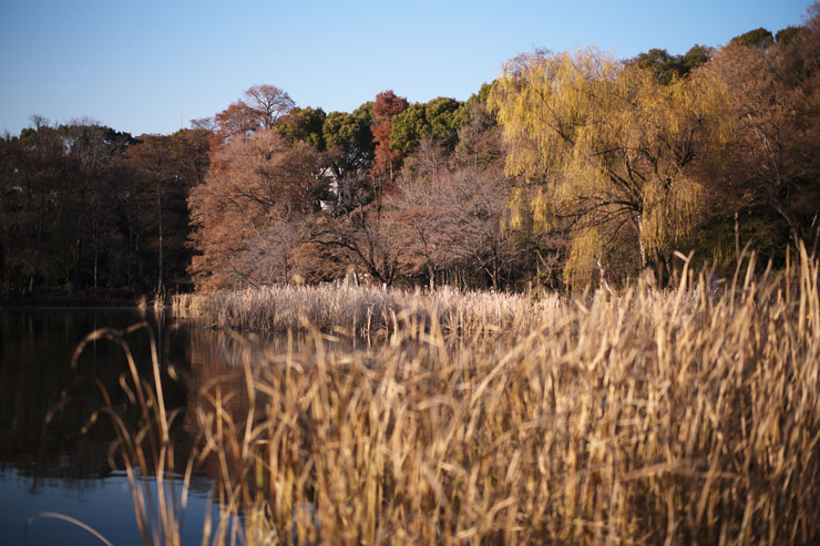 Leica M11-P遠景作例