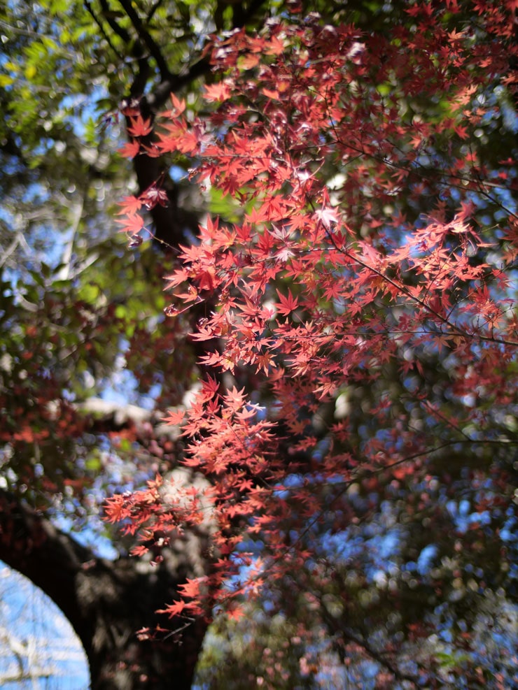 Panasonic DC-G100D作例：紅葉したモミジ