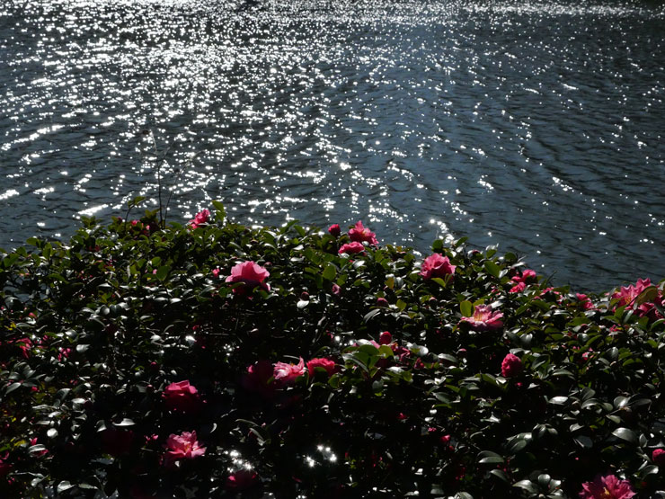 Panasonic DC-G100D作例：池とさざんか