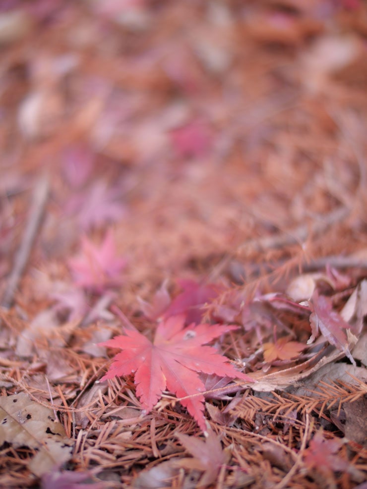 Panasonic DC-G100D作例：モミジの葉