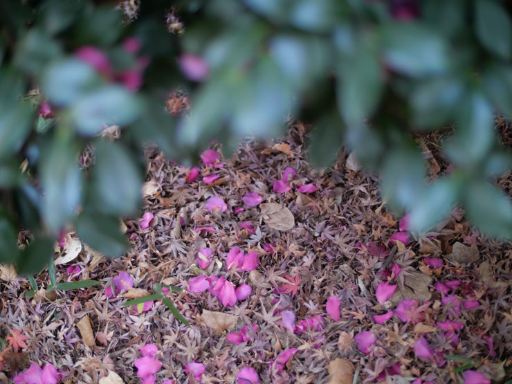 Panasonic DC-G100D作例：さざんかの花びら