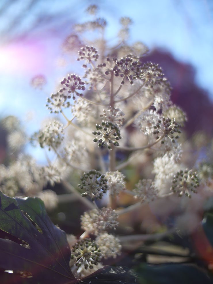 Panasonic DC-G100D作例：逆光