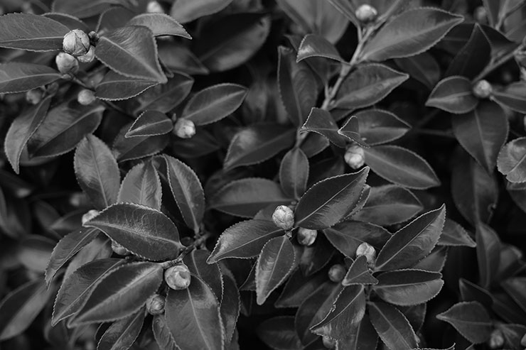 SONY α7CR作例：観葉植物