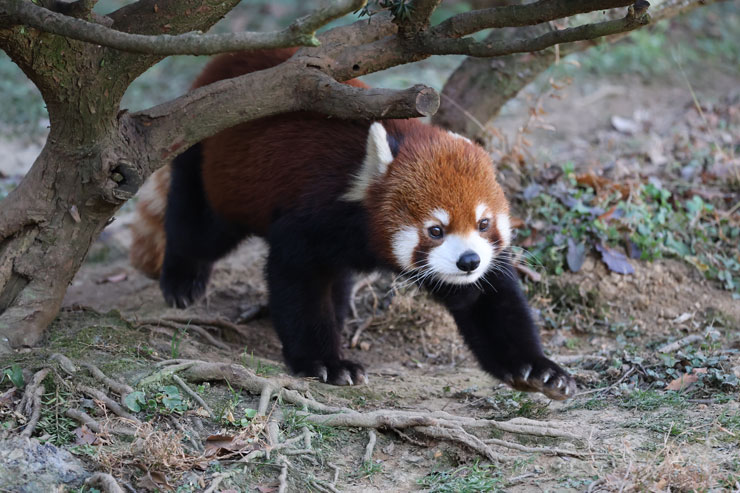 Canon RF100-400mm F5.6-8 IS USM作例レッサーパンダ