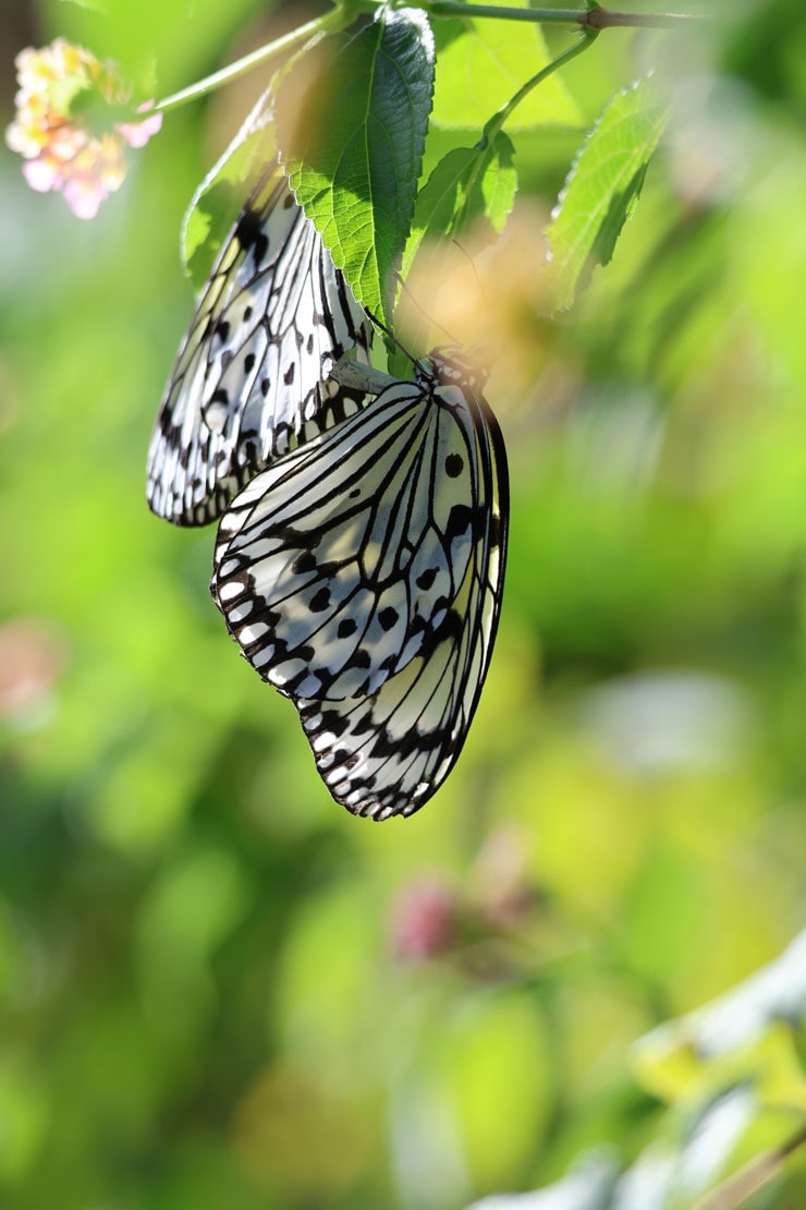 Canon RF100-400mm F5.6-8 IS USM作例チョウ