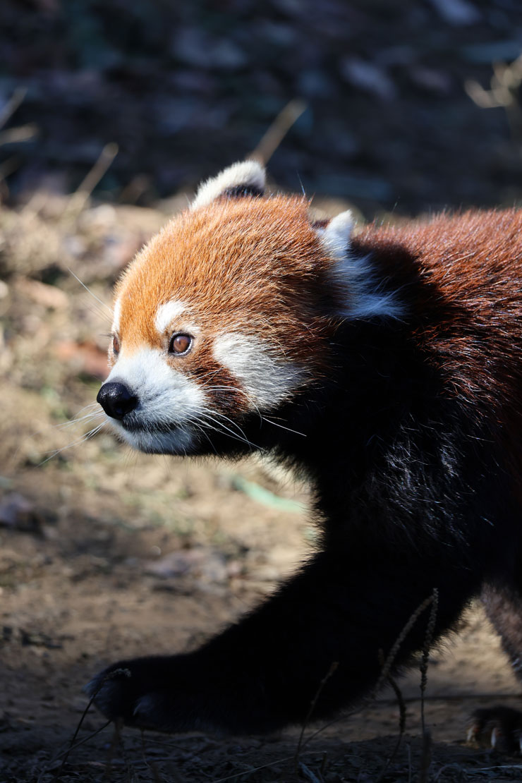 Canon RF100-400mm F5.6-8 IS USM作例レッサーパンダアップ