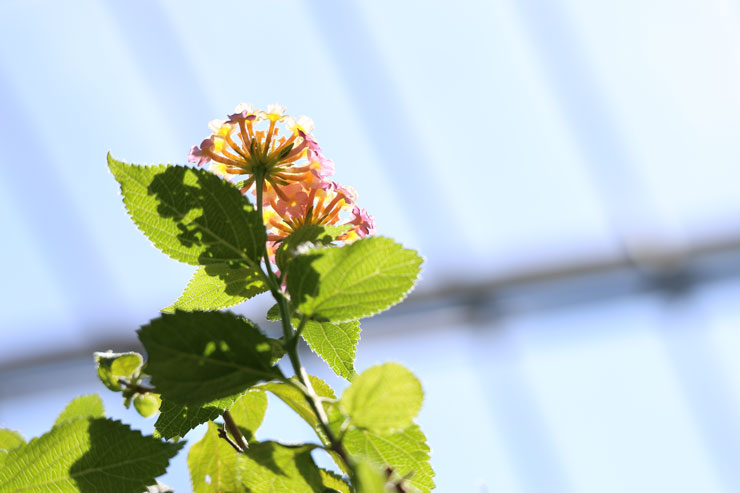 Canon RF100-400mm F5.6-8 IS USM フリンジ作例