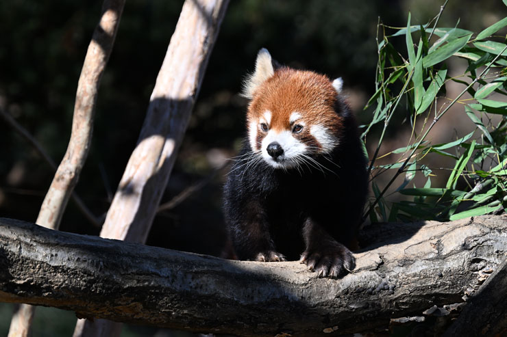 Nikon Z TELECONVERTER TC-1.4× 作例:レッサーパンダ