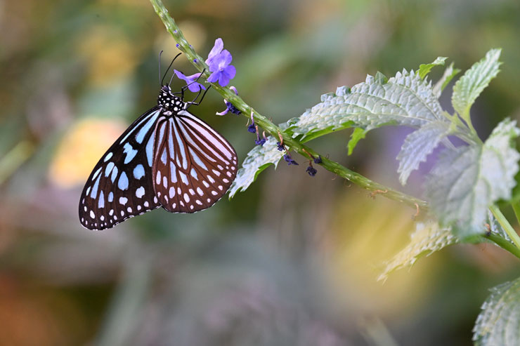 Nikon Z TELECONVERTER TC-1.4× 作例:チョウ