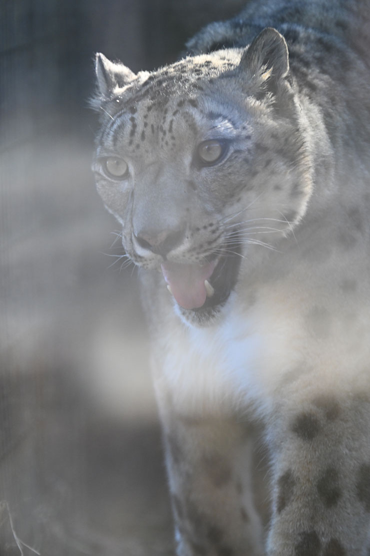 Nikon Z TELECONVERTER TC-1.4× 作例:ユキヒョウ
