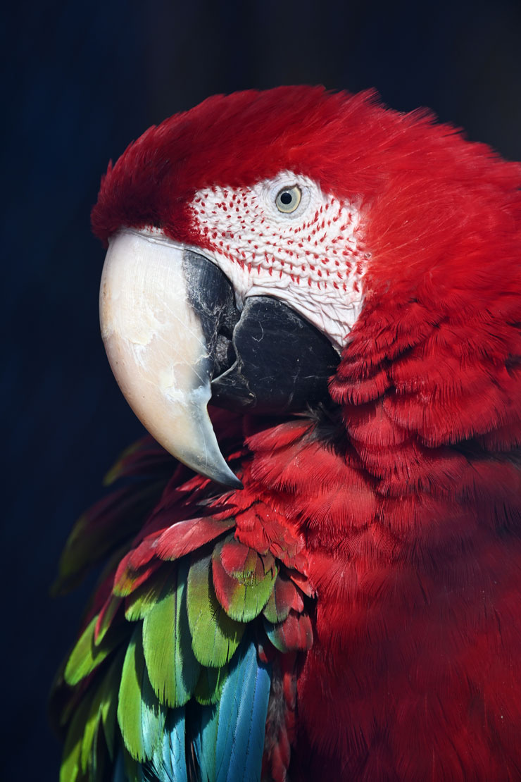 Nikon Z TELECONVERTER TC-1.4× マクロ作例:インコ