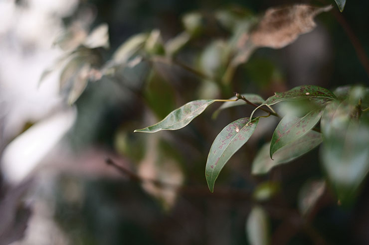 FUJIFILM フジノンレンズ XF35mm F1.4R フィルムシムレーション作例3