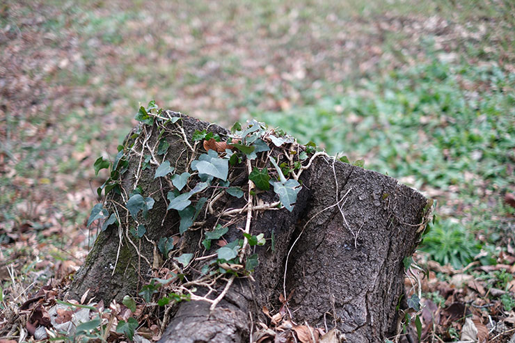 FUJIFILM フジノンレンズ XF35mm F1.4R 解像感作例1