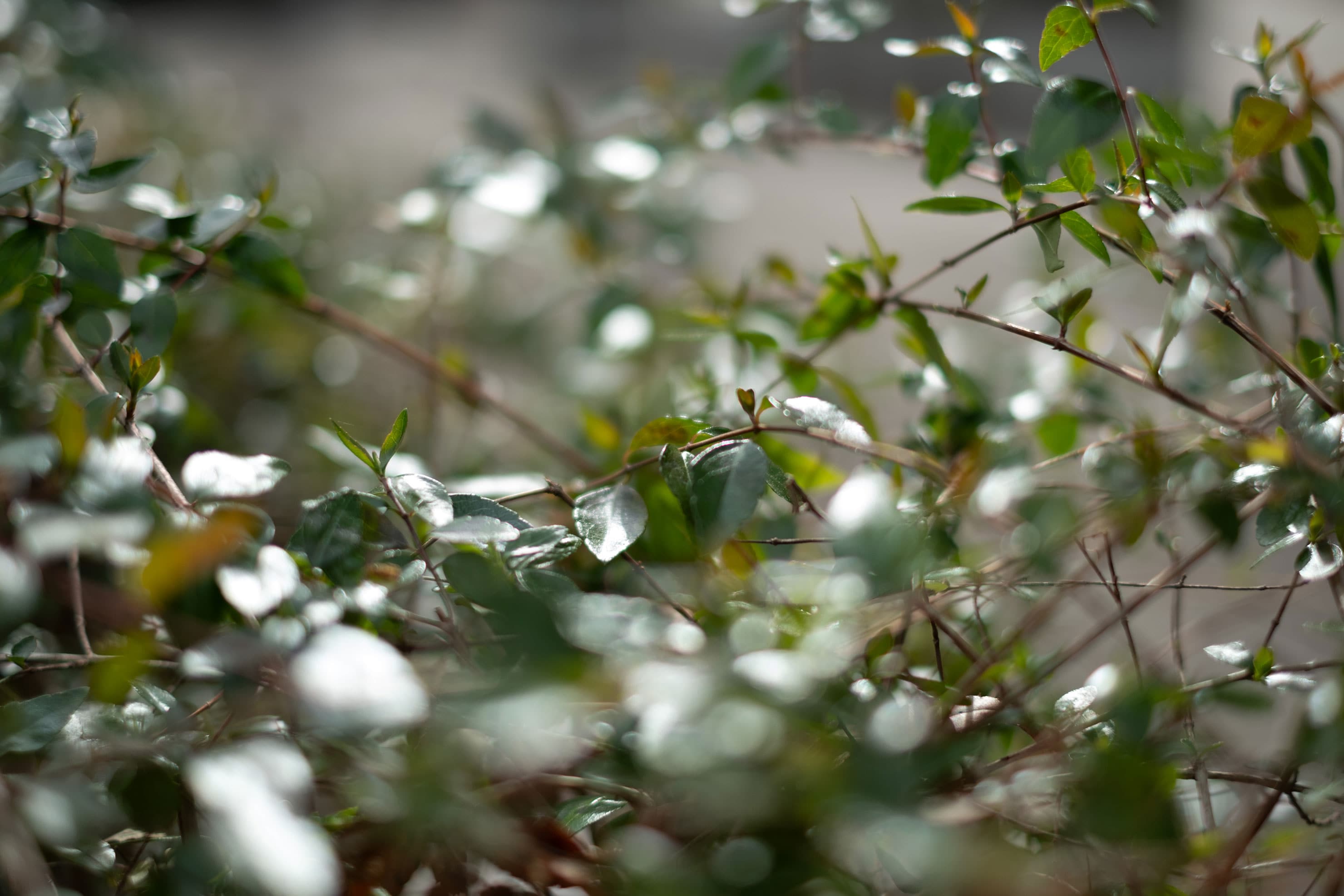 FUJIFILM フジノンレンズ XF35mm F1.4 R 実写レビュー