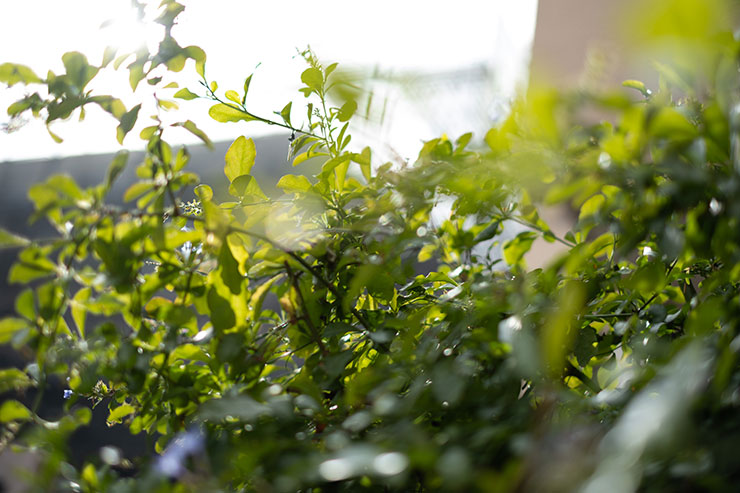 FUJIFILM フジノンレンズ XF35mm F1.4R フレア/ゴースト作例