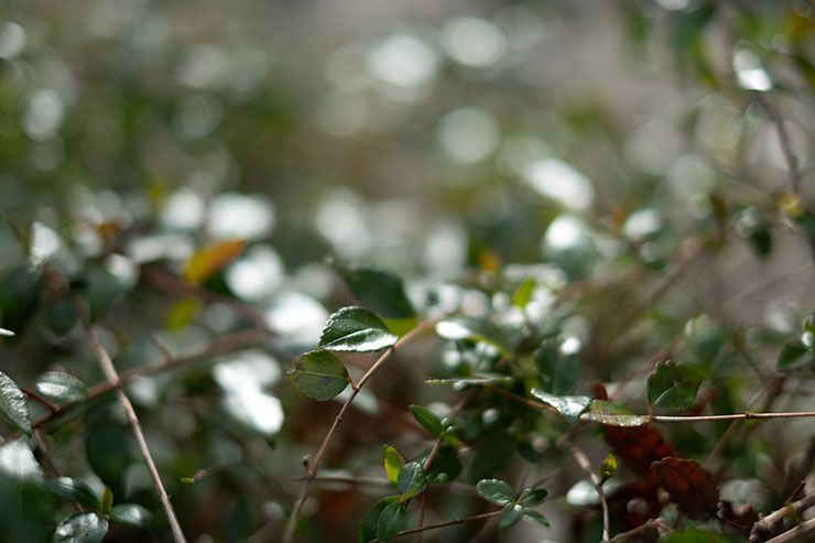 FUJIFILM フジノンレンズ XF35mm F1.4R 作例2