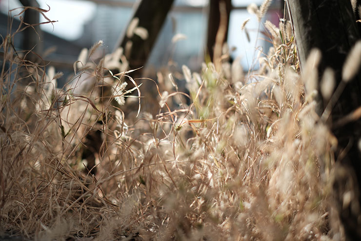 FUJIFILM フジノンレンズ XF35mm F1.4R フィルムシムレーション作例1