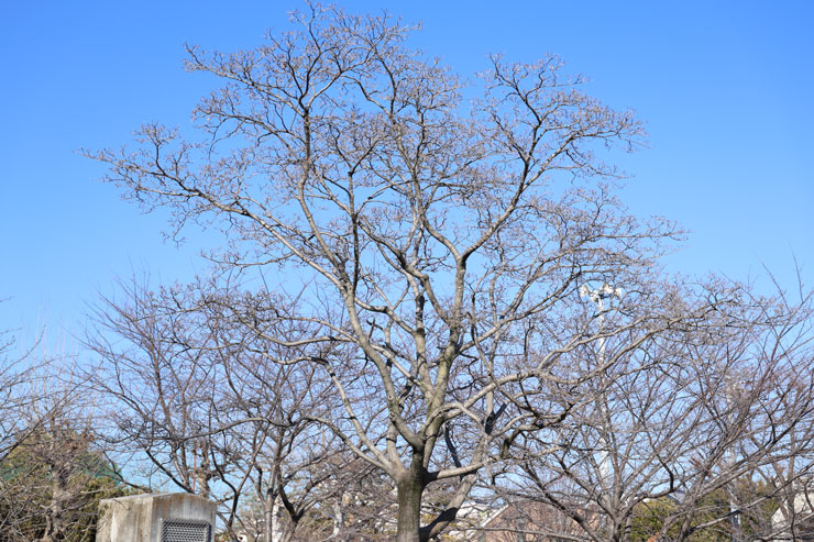 静止画スナップ作例2