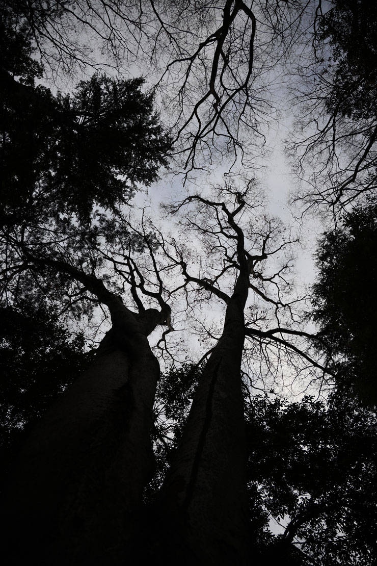 Canon EOS R8 作例：木