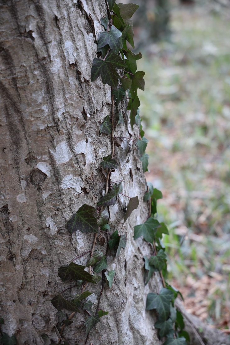 Canon EOS R8 作例：植物