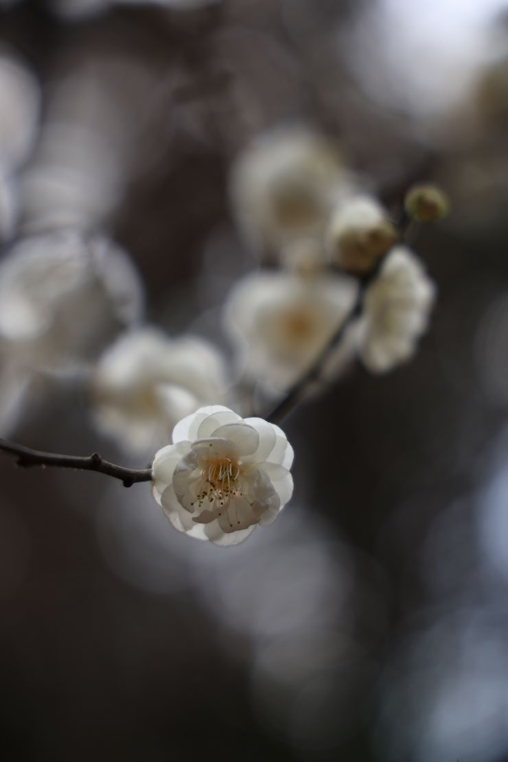 Canon EOS R8 作例：梅