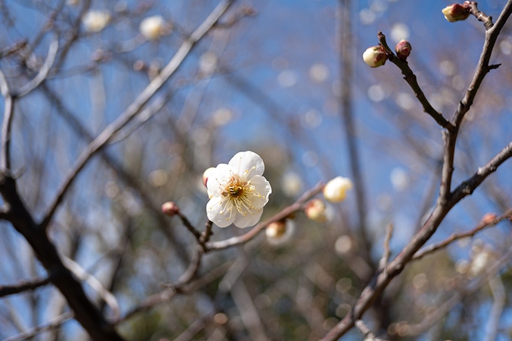 Voigtlander COLOR-SKOPAR 18mm F2.8 Aspherical 作例：梅1