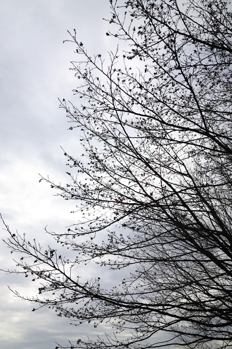 Canon RF28mm F2.8 STMフリンジ作例