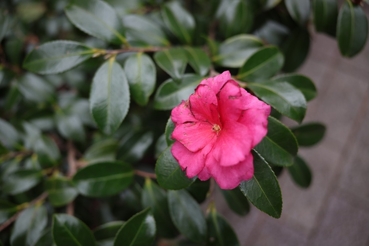 Canon RF28mm F2.8 STM作例：花