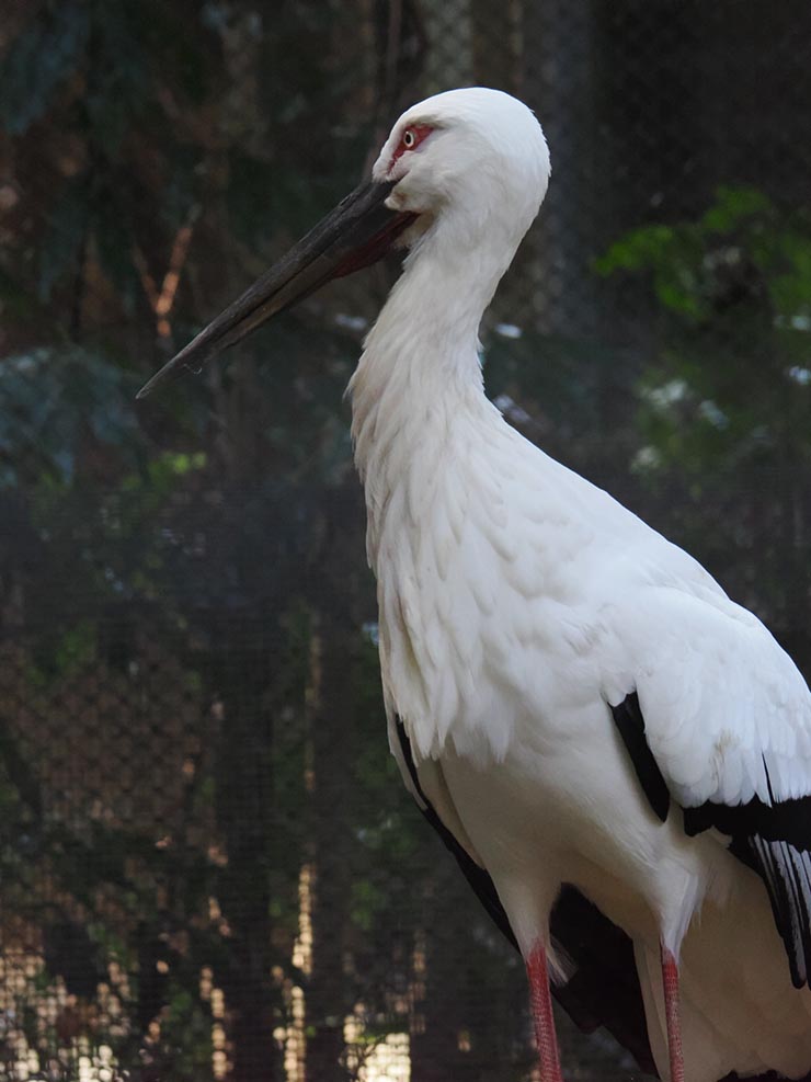 OM SYSTEM OM-1 Mark II 作例：コウノトリ