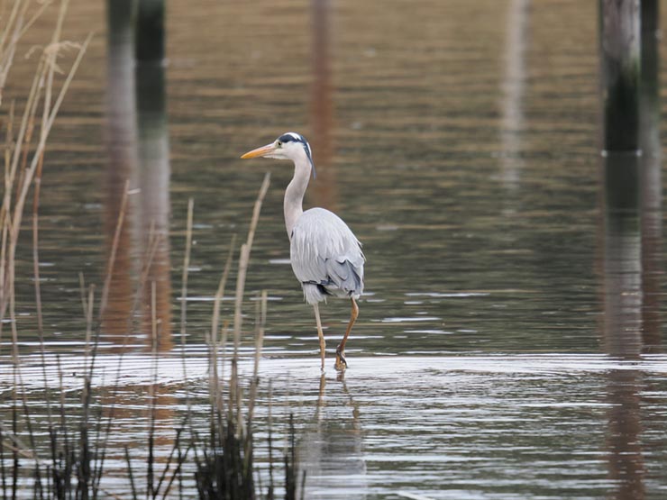 OM SYSTEM OM-1 Mark II 作例：アオサギ