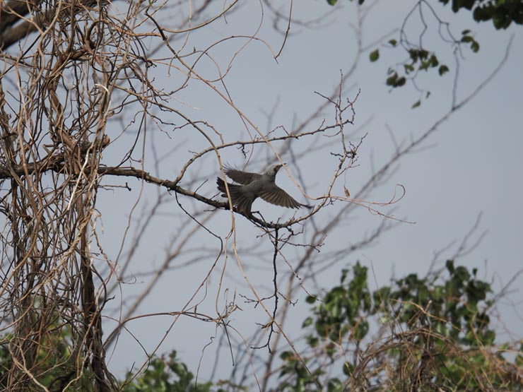 OM SYSTEM OM-1 Mark II 作例：ヒヨドリ