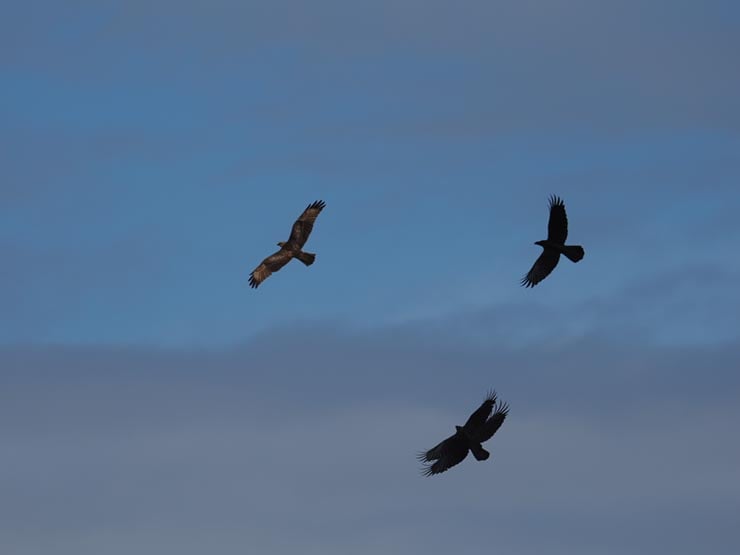 OM SYSTEM OM-1 Mark II 作例：モビング