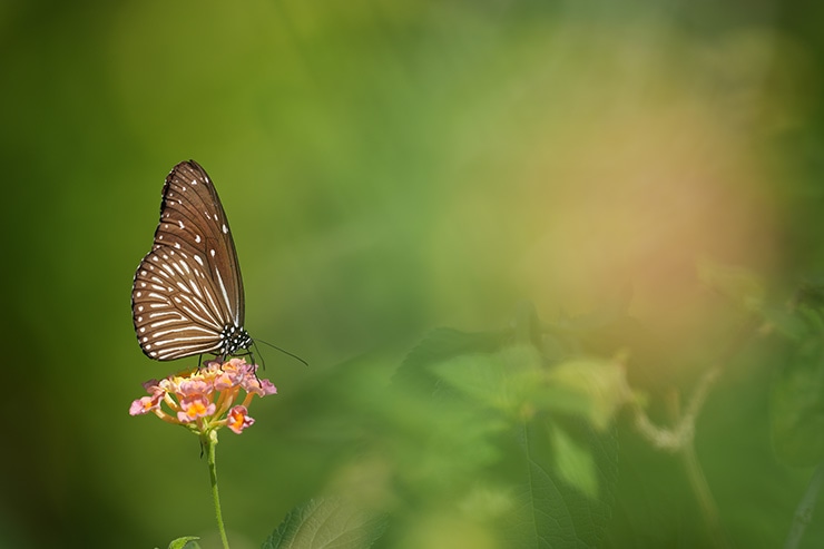 SIGMA 500mm F5.6 DG DN OS | Sports 作例:チョウ