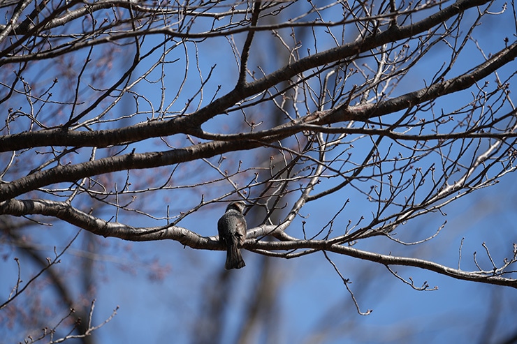 SIGMA 500mm F5.6 DG DN OS | Sports 作例:ヒヨドリ