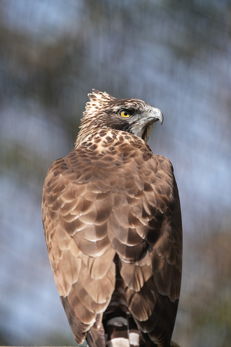 SIGMA 500mm F5.6 DG DN OS | Sports 作例:ワシ