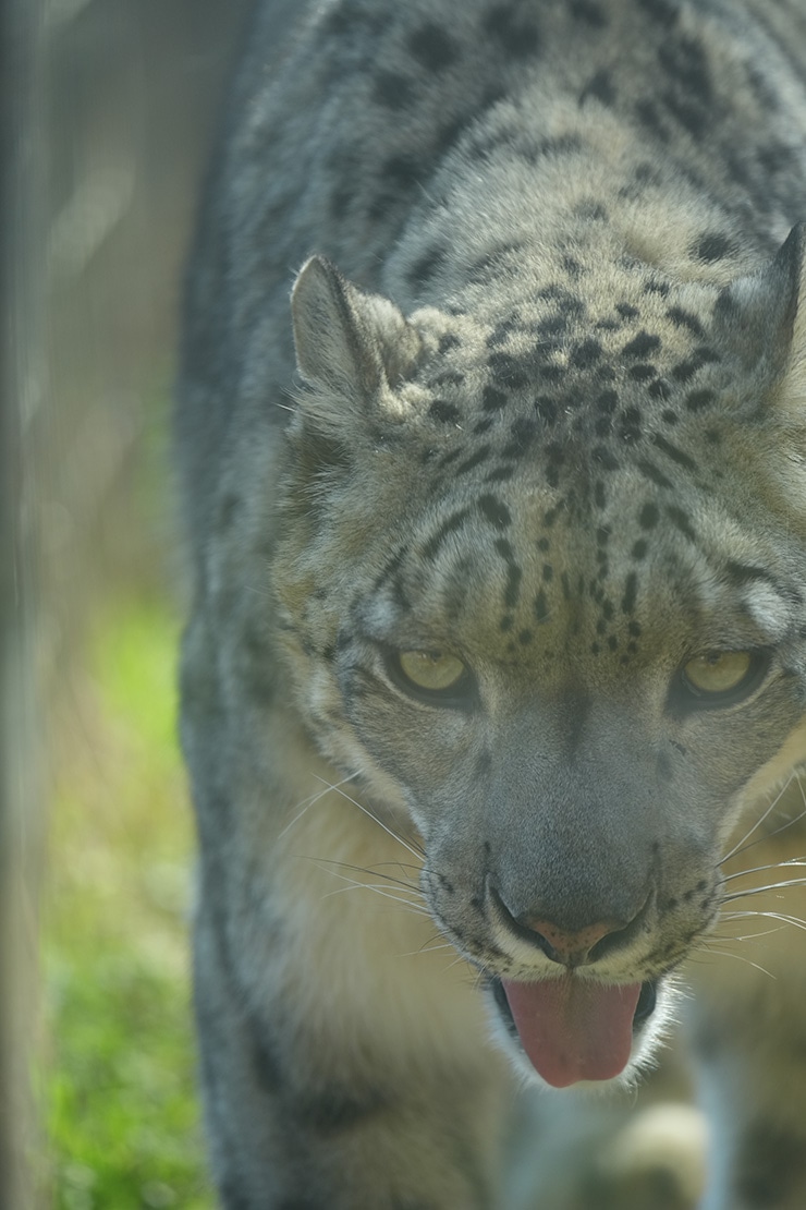 SIGMA 500mm F5.6 DG DN OS | Sports 作例:ユキヒョウ