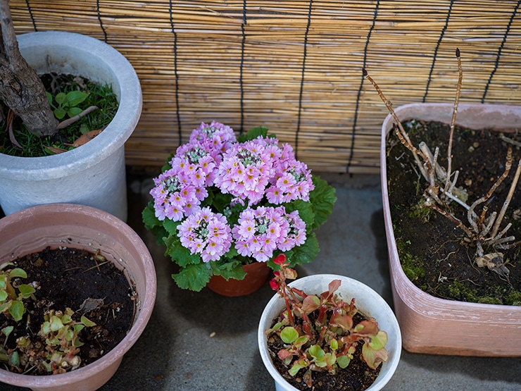 ハッセルブラッド 907X & CFV 100C、XCD 2.8/65mm 作例：植木