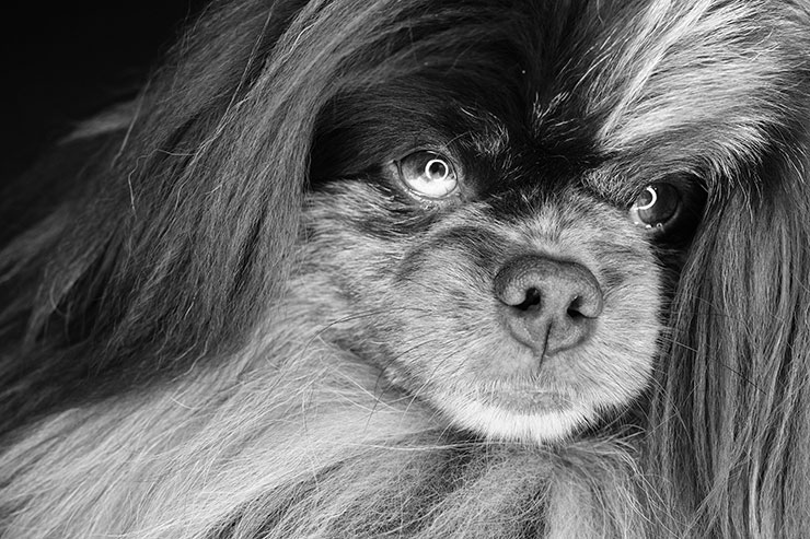 富士フイルム X100VI 作例：犬