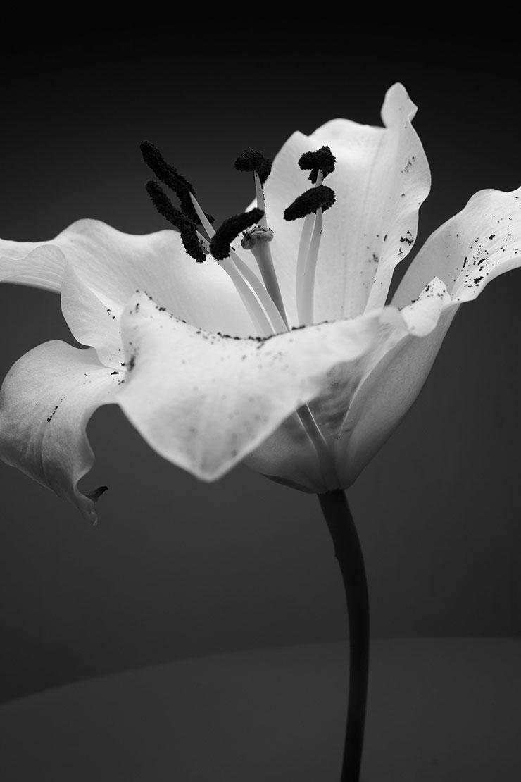 富士フイルム X100VI 作例：百合の花