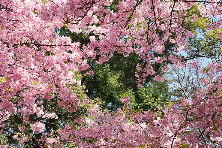 富士フイルム X100VI 作例：河津桜